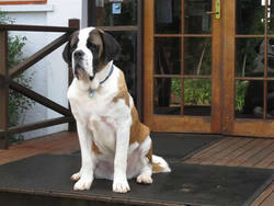 Mt Tamborine QLD Restaurant Guide