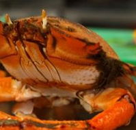 River Cottage Restaurant - Restaurant Guide