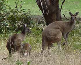 Capel Golf Club - Restaurant Guide 2