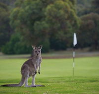 Anglesea Golf Club - Restaurant Guide