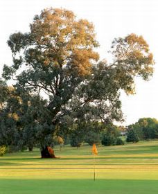 Cowra Golf Club - Restaurant Guide 0