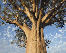 Kununurra WA Restaurant Guide