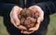 A Taste Of Truffles - thumb 0
