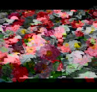 Camellia's Australia National Camellia Show - Restaurant Guide