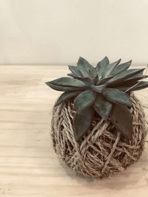 Kokedama Workshop - Restaurant Guide 0