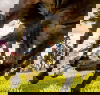 Night Markets and Race Day - Restaurant Guide