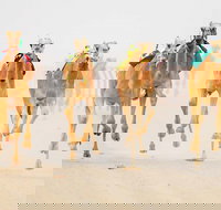 The Quirindi Camel Cup - Restaurant Guide