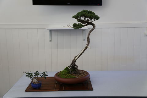 Wauchope Bonsai Workshop Group - Restaurant Guide 0