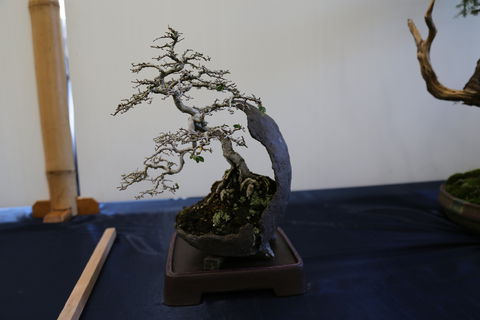 Wauchope Bonsai Workshop Group - Restaurant Guide 1