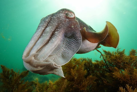 Whyalla Maritime Museum - Cuttlefish Capers - Restaurant Guide 0