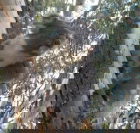 Annual Koala Count - Restaurant Guide
