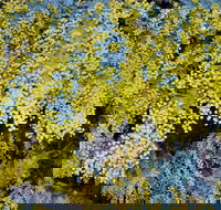 Australian Wattle Day  the Old Bus Depot Markets - Restaurant Guide