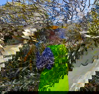 Conservation Volunteers Australia Townsville - Beach Scrub Conservation - Restaurant Guide