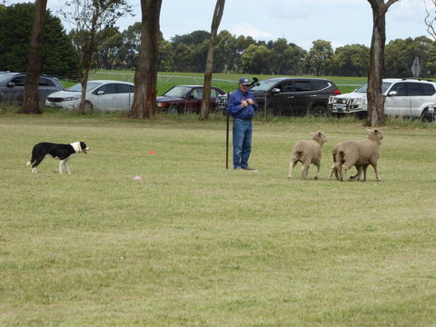 Dean Sheepdog Trials - Old Sniff Classic - Restaurant Guide 0