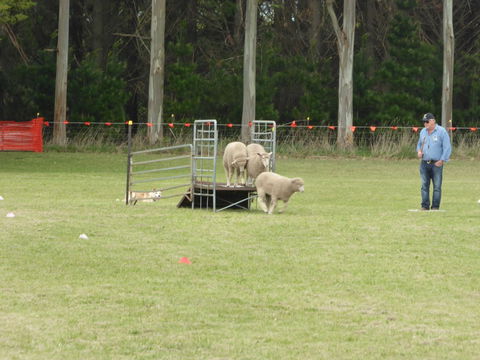 Dean Sheepdog Trials - Old Sniff Classic - Restaurant Guide 2