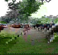 Dorrigo Agricultural Show - Restaurant Guide