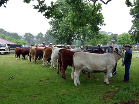 Dorrigo Agricultural Show - Restaurant Guide 0