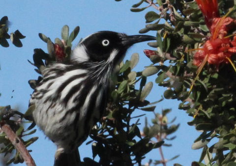 Esperance Wildflower Festival - Restaurant Guide 0