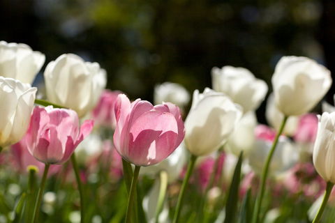 Floriade: Reimagined - Restaurant Guide 0