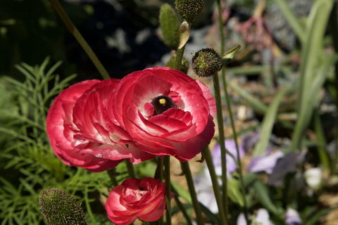 Garden Expo Benalla - Restaurant Guide 0