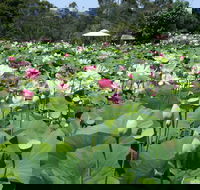 Lotus Flower Season - Restaurant Guide