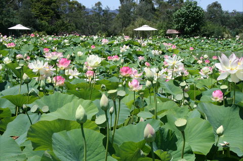 Lotus Flower Season - Restaurant Guide 0