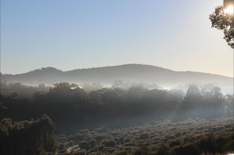 Mudgeeque - Restaurant Guide 0