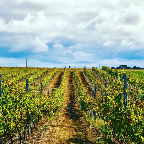 Peter Teakle Wines - Restaurant Guide 1