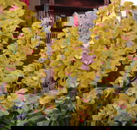 Sapphire Coast Orchid Club Winter Orchid Show - Restaurant Guide