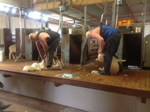 Sheep Shearing Farm Tour - Restaurant Guide 0