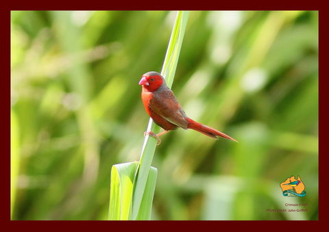 Spring Into Finches And Softbills - Restaurant Guide 0