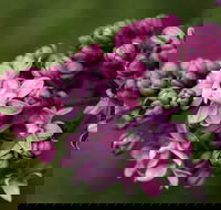 69th Annual Goulburn Lilac City Festival - Restaurant Guide