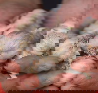 Armidale Farmers' Market - Restaurant Guide