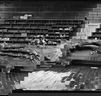 Capturing Nature Early photography at the Australian Museum 1857  1893 - Restaurant Guide