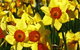 Daffodils At Rydal - thumb 1