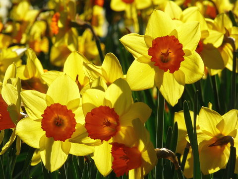 Daffodils At Rydal - Restaurant Guide 1