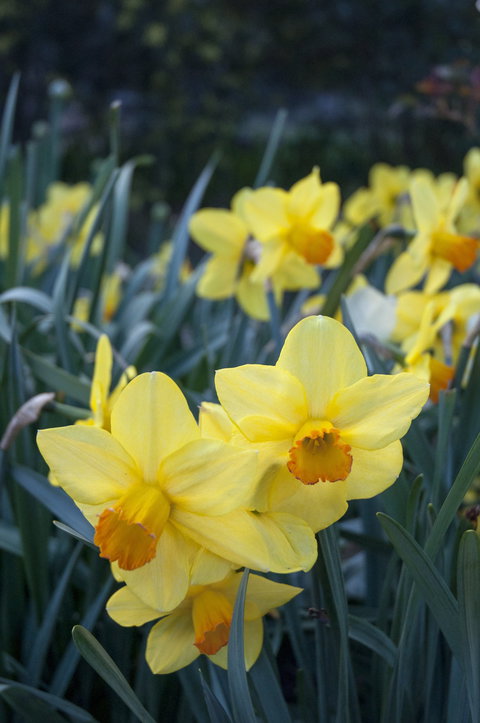 Daffodils At Rydal - Restaurant Guide 2
