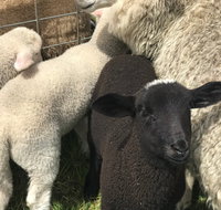 Flinders Island Show - Restaurant Guide