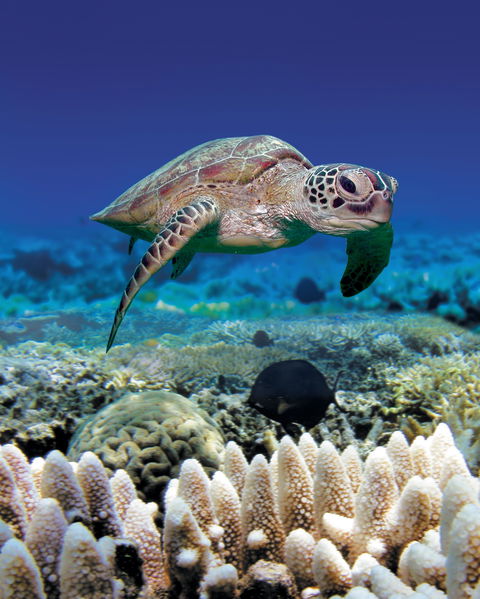 Great Adventures Green Island Ocean Swim - Restaurant Guide 2