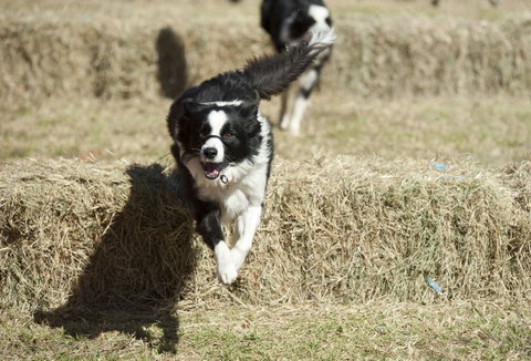 Great Nundle Dog Race - Restaurant Guide 0