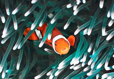 Great Barrier Reef Masters Games - Restaurant Guide 1