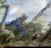 Lost Sanctuary at Healesville Sanctuary - Restaurant Guide