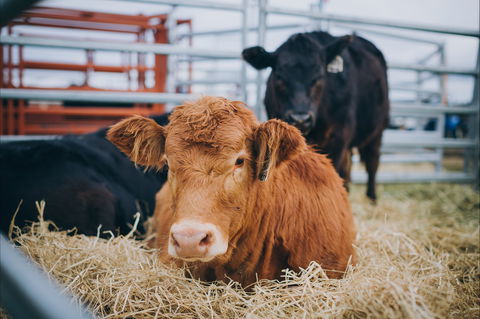 Mudgee Small Farm Field Days - Restaurant Guide 2