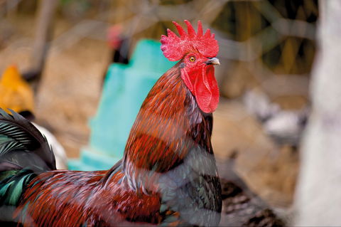 Nimbin Show - Restaurant Guide 0