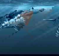 Sea Monsters - Prehistoric Ocean Predators - Restaurant Guide