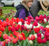 Spring Fling - Restaurant Guide