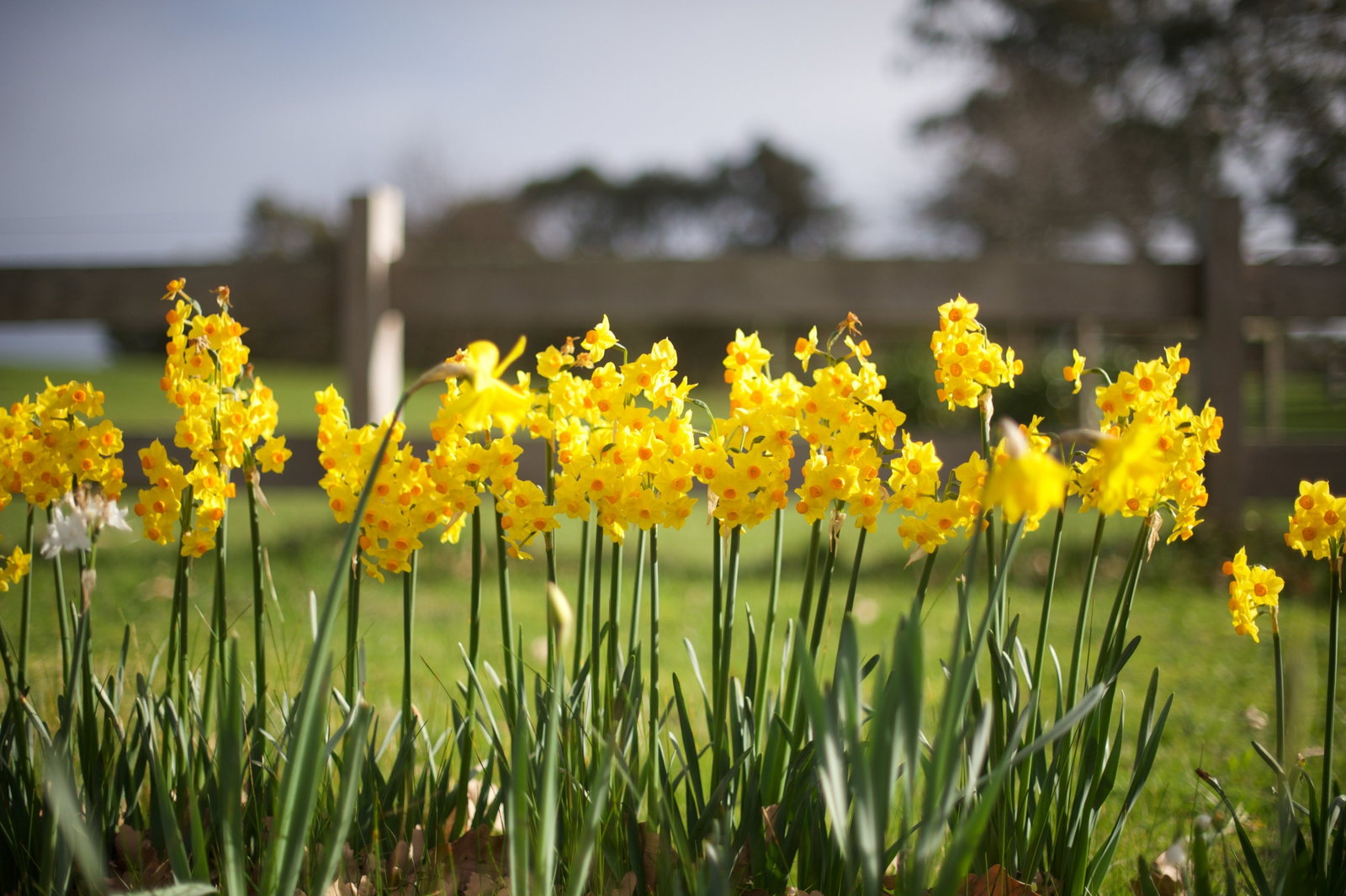 Langwarrin VIC Restaurant Guide