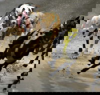Twilight Greyhound Racing - Restaurant Guide
