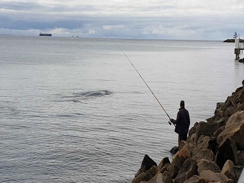 Whale Watching In Portland - Restaurant Guide 0