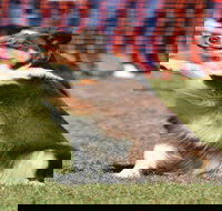 Dogs in the Park NSW Orange - Restaurant Guide